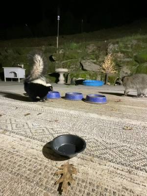 The backyard night shift sure hope they don’t lose their tiktok in a couple of weeks. We have loved sharing the critters with all of you. #skunksoftiktok #skunks #racoonsoftiktok #racoon #kittiesoftiktok #catsoftiktok #opossumsoftiktok #opossums #animalsoftiktok #foryoupage #fyp 