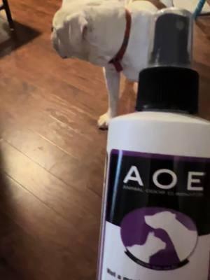 AOE Animal Odor Eliminator #odorcide #furbabies #eliminatesodor #safeforpets #petodoreliminator #@Odorcide 