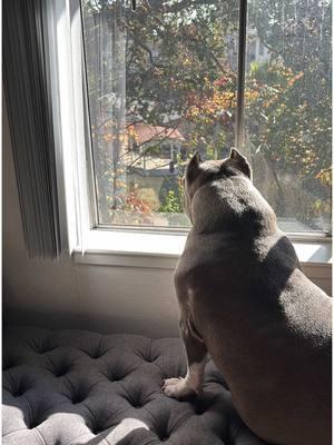 House alarm, body guard, baby girl 🐾❤️ #dogs #bulldog #pocketbully #dogsoftiktok #pocketbullies #americanbully #bully #pittylove #pitbullsoftiktok #americanbulldog #adoptdontshop 