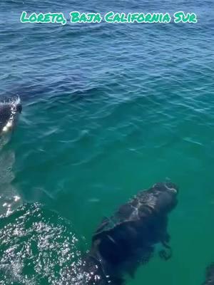 Una belleza contemplar a los delfines tan cerca, Loreto y toda la baja California Sur es un encanto, lo mejor de lo mejor. #BCS #loreto #lapaz #loscabos #sanjosedelcabo #cabosanlucas #delfines #ballenas #naturaleza #labaja #mulege 🏖