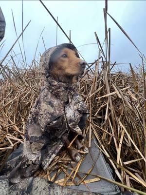 Staying warm with my best friend on those late season hunts.  #NovaScotiaDuckTollingRetriever #tollers #toller #birddog #duckdog