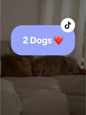 @✨Lottie✨ , just show your husband this. Everyone needs two dogs. #goldenretriever #dogsbestfriend #goldenlife #loverdogs #goldensoftiktok 