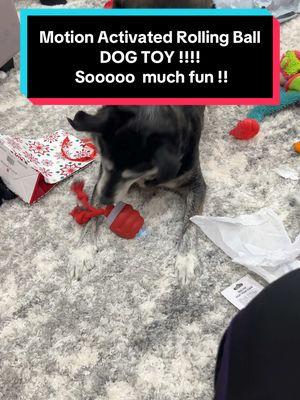 It’s so nice to have an interactive toy that really challenges their cognitive skills !!!! And plus they just think it’s fun 🙌🏼😂🙌🏼 #dogtoy #smartdogtoy #interactivedogtoy #rollingballdogtoy 