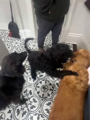 We have lost all control in here…it’s 2am and they are ready to play. Can you tell who the instigator is? #dogsoftiktok #flatcoatedretriever #goldenretriever #goldendoodle #puppy #latenights