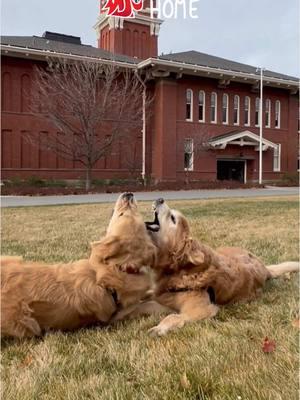 Last year we made a very quick trip to @WSU Pullman for Dash’s second chemotherapy session. Dash always received the best care at the @WSU College of Veterinary Med. Veterinary Teaching Hospital.  Most students were on semester break, but Dash was still recognized all around Pullman. We sure do miss that big guy 🐾 Go Cougs furever ♥️🩶 #DashDog #ChaseDog #SmolDog #GoCougs #wsu #wsupullman #wsuvetmed #roadtrip #backhome