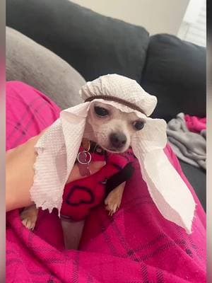 Niki go Dubai new year 🤣🤣🤣 #pet #dog #PetsOfTikTok #dogsoftiktok #chihuahua #fyp 