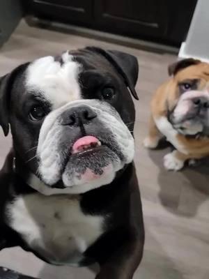 These faces are impossible to not love Credit: @vulcanandvesta_bulldogs  . . . . . . . . . #englishoftheday #englishbulldogpuppiesoftiktok #englishbulldogpuppiesoftiktok #englishbulldogsoftiktok❤️👑 #englishoftiktok #englishbulldogloves #englishbulldoglove #bulldog #englishbulldogpuppies #bulldogoftiktokbulldog #englishbulldoglife #bulldogoftiktokbulldog #englishbulldogsoftiktok 