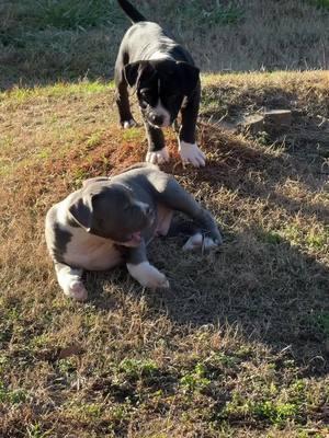 Who loves puppies? Well I do I can literally sit here all day and watch them play! #manbestfriend #familypet #puppies #puppytiktok #atlantadogs #explore #foryoupage #explorepage 