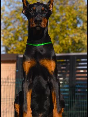 Big boy, 3 months old🔥 is   going to 🇲🇫  #dobermanpuppy #kennel #dogs #puups #dobermans #dobermann #puppy #fyp #puppylove #dobermanpup#dobermanpuppy #kennel #dogs #puups #dobermans #dobermann #puppy #fyp #puppylove #dobermanpuppys #dogsoftiktok #doberman #dogtok #dog #doglove #foryou #viral 