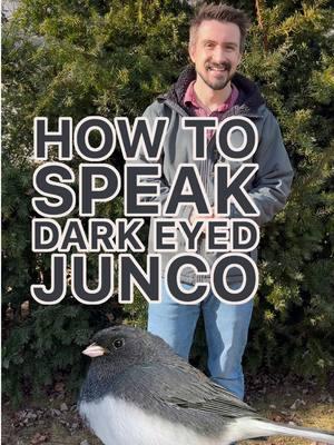 🎶 How to Speak Junco! 🐦✨ The Dark-Eyed Junco, a charming winter visitor, graces our area with its soft, timid calls. 🌨️ These shy little birds use gentle companion calls to stay connected while foraging and have a rapid, powerful alarm call when spooked. 🧠🔊 Their distinctive songs, a rapid series of chirps, help establish territory and attract mates. 💕🎵 Have you heard the Junco's unique calls? And don't forget to share this video with your bird-loving friends and follow our page for more bird language tips and nature wonders! 🌿🐦 #darkeyedjunco #BirdLanguage #WildlifeEncounters #junco #WildlifeCommunication #NatureSounds #Birding #naturalists #naturalistlife #naturalistic #natureeducation #birdsong #soundsofnature #hikerlife #awalkinthewoods #forestwalks #natureguide #backyardnature #songbirds #backyardbirds #backyardbirding #birdloversofinstagram #birdcalls #naturefacts #ilovebirds 