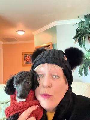 Mama is taking the 7-day beginner Transition challenge course by @themuthership tiktok helen 💙 and is enjoying it very much 👍 We hope you enjoy this cute Reel she made with Brandy ❤️🐾 She had fun 🤩 doing it!  #transition #transitionchallenge #toypoodle #poodle 