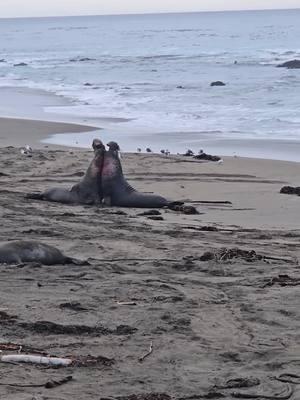 It's definitely breeding season...that means it's time for the Battles for the Beach! #elephantseals #elephantseal #breedingseason #sansimeon #friendsoftheelephantseals #centralcalifornia #battle #CapCut #fyp #coolhuh 