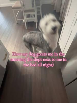 Greets*** (it was early lol) He’s a morning person clearly 🤣 #dog #dogs #dogmom #sheepdog 