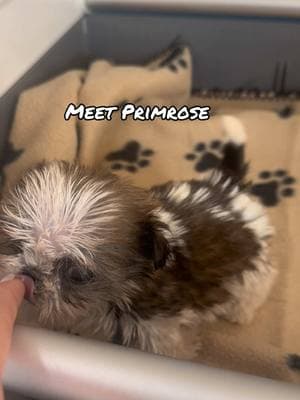 Welcome Primrose ❤️ #fyp #foryou #foryoupage #rescue #rescuekitten #kitten #kittens #follow #followus #rescuecat #rescuekittenoftiktok #wisp #kittenlove #staystinky #medicalfoster #puppy #shihtzu #rescuedog #dog #rescuepuppy 