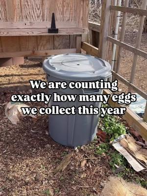 Comment how many eggs you think we will collect this year! Winner might get something fun at the end of the year 😁🐓 #happychickens #backyardchickens #chickens #raisingchickens #hens #hensofinstagram #petchickens #backyardchicken #chickensofinsta #backyardhomestead #chickenkeeping #backyardhomesteading 