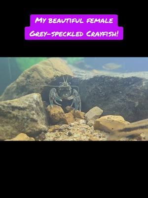 Crawdads!  #creature #biodiversity #awesome #nature #Outdoors #awesome #rad #crayfish #crawdads #viralvideo #viral #therapy #fyp #foryou #foryoupage #biodiversity #semo #southeastmissouri #aquariumfish #aquascaping 