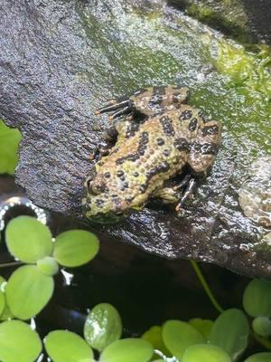 Firebelly Toads #everevolvingexotics #reptileshop #tucson #arizona #frogs 