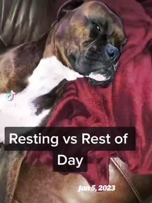 #onthisday Resting vs rest of day with #twoboxersdelray #PetsOfTikTok #boxers #boxerdog #dog #play #silly 