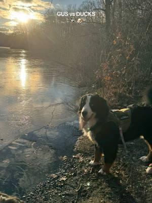 Unclear why Gus has a new obsession with ducks #bernesemountaindoglovers #bernesemountaindog #bernesemountaindogsoftiktok #dogwalking #bernesemountainpuppy #dogsoftiktok 