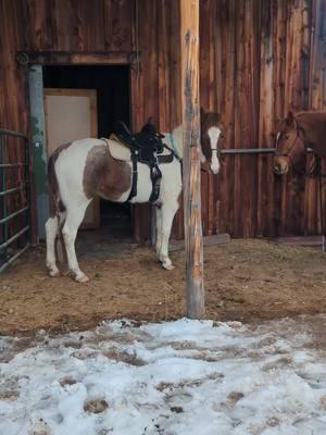 When my brother helps with an unscheduled desensitization lesson 🤣 @Howell family adventures  #desensitizing #horsebarn #snowmachine #trapperlife #horsesandhorsepower #bojangleshorsecompany 