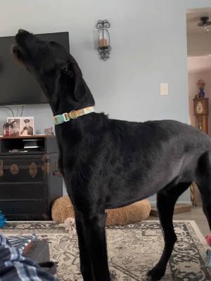 Moo loves to howl. Gotta love the wolfhound in her #irishwolfhound #greatdane #mixedbreeddog #puppy #giantpuppy #howling 