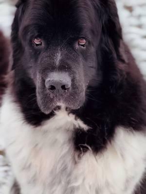 In his arctic glory ❄️ #newfoundlands #landseernewfoundland #newfiesoftiktok #dogsoftiktok #adopteddog #snowstorm #snowdog 