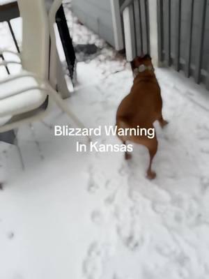 Poor dogs! They love it, and they hate it at the same time!! #kansas #blizzardwarning #sundayfunday 