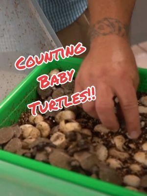 So Many Baby Turtles to Count! 🤯 #babyturtle #fyp #satisfying #nature #animals #reptiles #gardenstatetortoise #otistheturtle #cutenessoverload #turtletok 