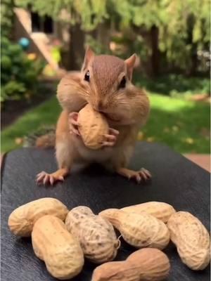 Save your Acorns! 🌰🐿️ #chipmunks #animallove #lol #animals #funnypets #pet #nature #cute #funnyanimals #adorable #pets #animal #cutepetclub #fyp #PetsOfTikTok #adorableanimals #familyfriendly #socute #viralvideo #animalvideosforkids #kidfriendly #foryoupage #cuteanimals #cutepet #funnymemes #animalmemes #amusinganimals #trending #viral #kidfriendlycontent #animaltok 