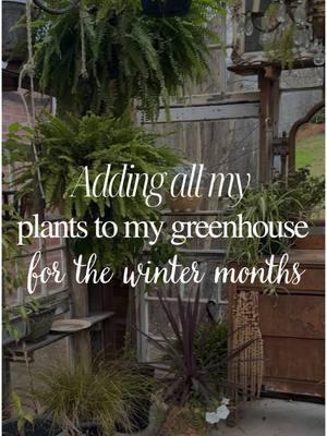 Here’s how I add all of my plants to my greenhouse to preserve them during the winter months.  You might be surprised how easy it is to keep your plants healthy during the doldrums of winter. This will prevent you having to buy a bunch of new plants in the spring. if you have any questions below, feel free to ask. And make sure you’re following @simplysoutherncottage so when March comes around, I can show you how I take everything out for spring. 🌿🌿🌿 #plantcare #planttips #plantstrong #plantlady #greenhouse #sheshed #plantaddiction #plantaddict #plants101 #planttips #planttipsandtricks  #creatorsearchinsights 