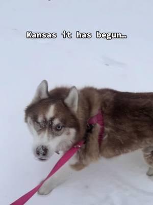 kansas city snow is here!!!! ❄️🌨️🌨️🤍🤣 my husky is very happy 😆 #kansas #kc #kansascity #husky #dogs #dogsoftiktok #kansasstorm #winterstorm #winter did anyone else here thunder??? #storm #winter #viral #doggies 