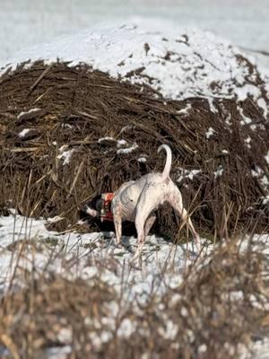 Young dogs putting it together #justhounds #justupland #hunting #country #birdhunter #englishpointer #quailhunting #ohio 