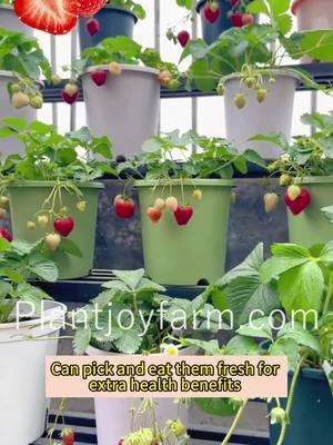 The joy of strawberries, season after season! 🍓 Easy-growing All-Season Strawberries, for sweet moments. #BerryTime #PlantJoyFarm #GardenerFavorites #HomegrownFruit #OrganicAndFresh #EasyGardening #NaturalFlavors #GreenJoy #HealthyEating #berrybliss 