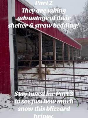 #winterstorm2025 #missourifarmer #cattlefarm #farmlife 