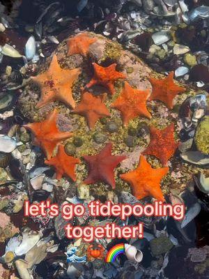 some tidepooling always makes my day :) #california #pacificocean #naturalist #tidepool #marinelife #conservation #STEM 