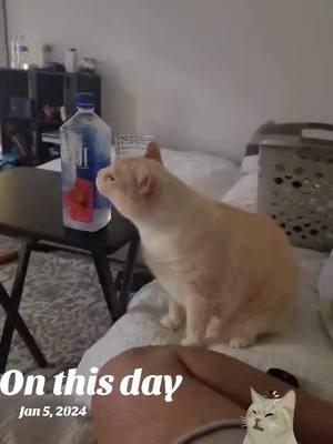 #onthisday #CatsofTikTok #Cats #Kitty #Meow #Caturday #CatLovers #FurryFriends #CatLife #Kittens #CatMeme #CatLoversClub #CatVideo #CatoftheDay #Catstagram #TurkishVan #FlamePoint #CuteCats #FunnyCats #CatsAreLife #CatFamily #FelineFriends #AdorableCats #WaterLoverCat #CatsAndWater #QuirkyCats #CatBehavior #FijiWater #HydrationCat #ThirstyCat #CatPersonality #CatContent #MyCatFamily #CatHousehold #CatLove #FluffyCats #CatObsession #CatsOfInstagram #PetsOfTikTok #CatsDoingThings #CatMomLife #QueerHousehold #LGBTQFamily #ProudQueer #LoveIsLove #FurBabies #QueerCommunity #ChosenFamily #RainbowHousehold #QueerLife #CatParent #BrainLoading #FunnyPets #PetLovers #CatAddict #HappyCats #Purrfect #PurrLife #CatsForDays #LGBTQTikTok #InclusiveHousehold #CutenessOverload #AnimalLovers #PetVideos #ViralCats #CatsOnTrend #FelineFun #TrendingCats #WaterBottleCat #PetInspo #FurBabyLove #AdoptDontShop #CatsRule #CatsOfTheWorld #HydrationGoals #FelineAdventures #CatMagic #FelineFanatics #CatsAndQueers #PetInfluencers #TikTokCats #ChillCat #RelaxingCat #HouseholdVibes #CatMood #PetParentLife #FurryCompanions #HouseOfCats #LoveMyPets #CatsWithPersonality #CatAntics #CatVibes #LGBTQLove #ProudPetParent #CatTales #CatTok