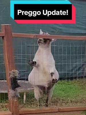 Pregnancy Updates! #goattok #pregnant #pregnancy #pregnancyupdate #pygmygoats #pygmygoatsoftiktok #lifeofashowdoe #npga 