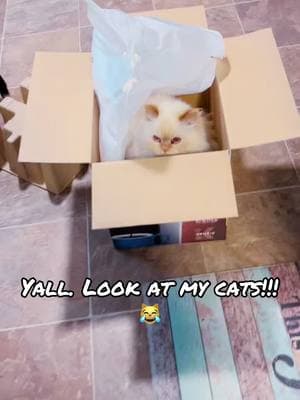 Got a new Keurig and…😹 #cats #catsoftiktok #buford #onyx #box #keurig #ififitsisits #cathumor #catlady #catsbelike #fyp 