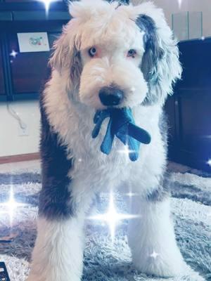 Toby just wants to play in the snow and will grab your hats and gloves to get your attention. #doyouwanttobuildasnowman #oldenglishsheepdog #dogsoftiktok #winter 