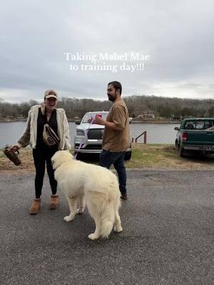 Let’s hope we can teach our girl to sit HAHAHA #greatpyrenees #fyp #foryou #dogsoftiktok #greatpyreneespuppy #greatpyreneesoftiktok #familyouting #errands #husbandandwife #marriage 