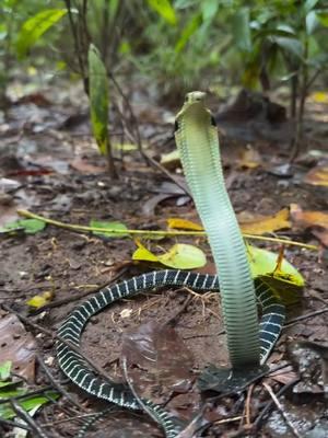 Beautiful snake #fyp #snake #viral #forest #kidfrancky 