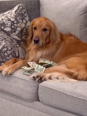 My dog scammed his brother! #Dog #GoldenRetriever #DogsOfTikTok