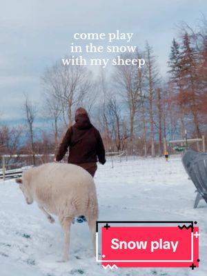 Lionel will never pass up an opportunity to play in the snow 🐑 ❄️  #sheep #farmsanctuary #microsanctuary #minifarm #animalrescue #upstateny 