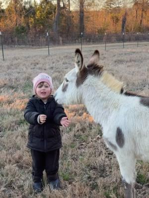 Nothing beats and afternoon at the barn with my people and animals ✨ #farmlife #barnchores #horses #minicow #minidonkeys #funnyfarm