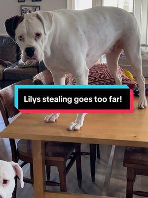 Lily goes too far !! And she STILL doesn’t care 😱😤🤷‍♀️🤣🐾#dogsofttiktok #boxerdog #deafdog #cutedog #funnydog #lily #stealing #toofar #nocares #piggy #toys #doglover #🐶 #fypシ゚viral 