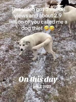 #onthisday #sol #luna #midwest #bluecollar #missouri #farmtok #ranchtok #sheep #sheepfarm #dogs #sheepdogs 