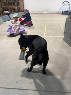 Drax is loving these cars too 😆 #canecorso #dogsoftiktok #PetsOfTikTok #dogandkids 