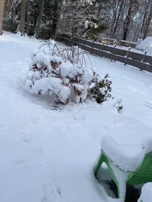 Some dog + snow footage to help our post Christmas slumps 😭 #dog #puppyinsnow #fyp #goldenretriever #creatorsearchinsights 