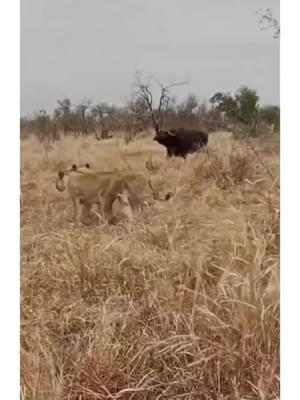 A pride of lions closes in on their target, ready to take down a lone buffalo. Just as the moment seems sealed, an unexpected hero charges into the scene. Witness the raw power of loyalty and courage as one buffalo risks it all for its friend, turning the tide in the most dramatic way possible. Nature’s bond and bravery at its finest! #Wildlife #NatureLovers #WildlifePhotography #AnimalKingdom #NatureIsBeautiful #WildlifeConservation #ExploreNature #WildAnimals #NatureAddict #PlanetEarth #NatureLoversParadise #IntoTheWild #WildlifeLovers #AnimalPlanet #NatureMagic 