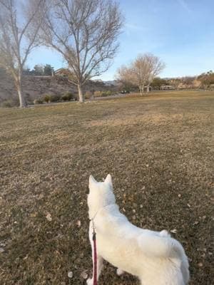 I love to see happy dogs 🐶 I just don’t want them to get too excited and run up to us! #dog #park #meetmypet #pet #akita #rabbit #chase 